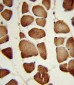 NAMPT Antibody (Center)